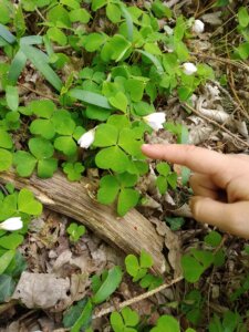 Naturkita Waldforscher - Ein Waldboden voller grüner, frischer Kleeblätter mit Blüten. Eine Kinderhand zeigt darauf.