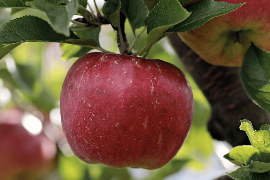 Gesunde Ernährung in der Naturkita - Für unsere Kinder nur das Beste. Ein roter, knackiger Apfel am Baum.