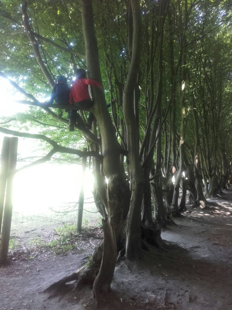 Naturkita im Zentrum von Hamburg - Die Waldforscher Kinder sitzen in den Bäumen einer Baumallee, die vom Sonnenlicht durchflutet ist.