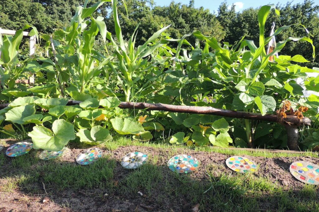 Naturkita Summerhill - Mais und Kürbispflanzen stehen im Beet. Davor leigen bunte Teller mit Mosaiksteinen als Beetbefestigung.