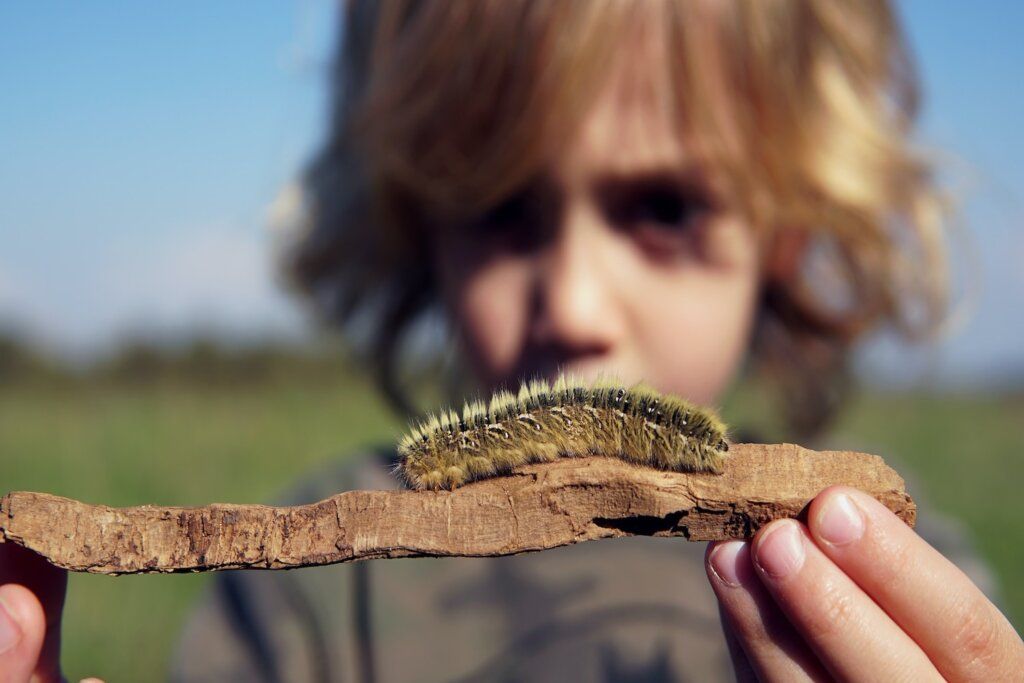 Naturkita Summerhill - Eine große, grüne Raupe krabbelt auf einem Ast, den ein Junge in die Kamera hält.