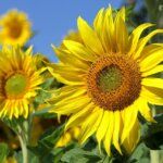 Sonnenblumen